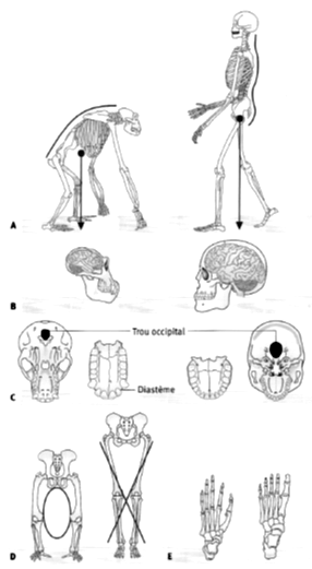 Adaptations à la bipédie