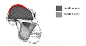 Crète du crâne de Paranthropus boisei