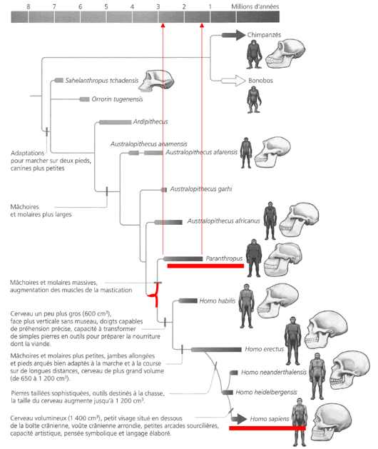 P. boisei et H. sapiens